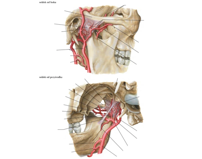Tętnice szczękowa i skroniowa powierzchowna Quiz