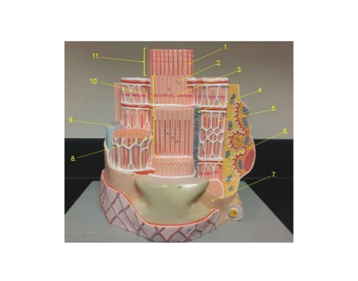 Muscle model label Quiz