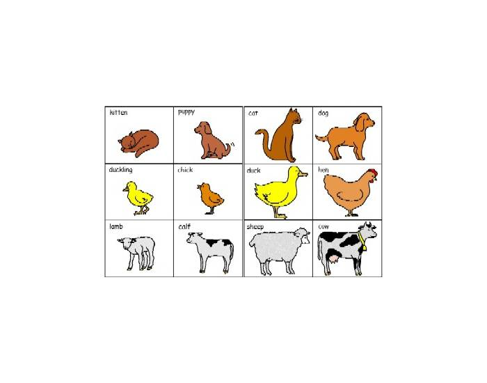 The names Of baby animals and their parents Quiz The names Of baby animals and their parents Quiz