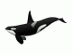 Orca Anatomy