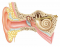 Know the General Anatomy of Your Ear
