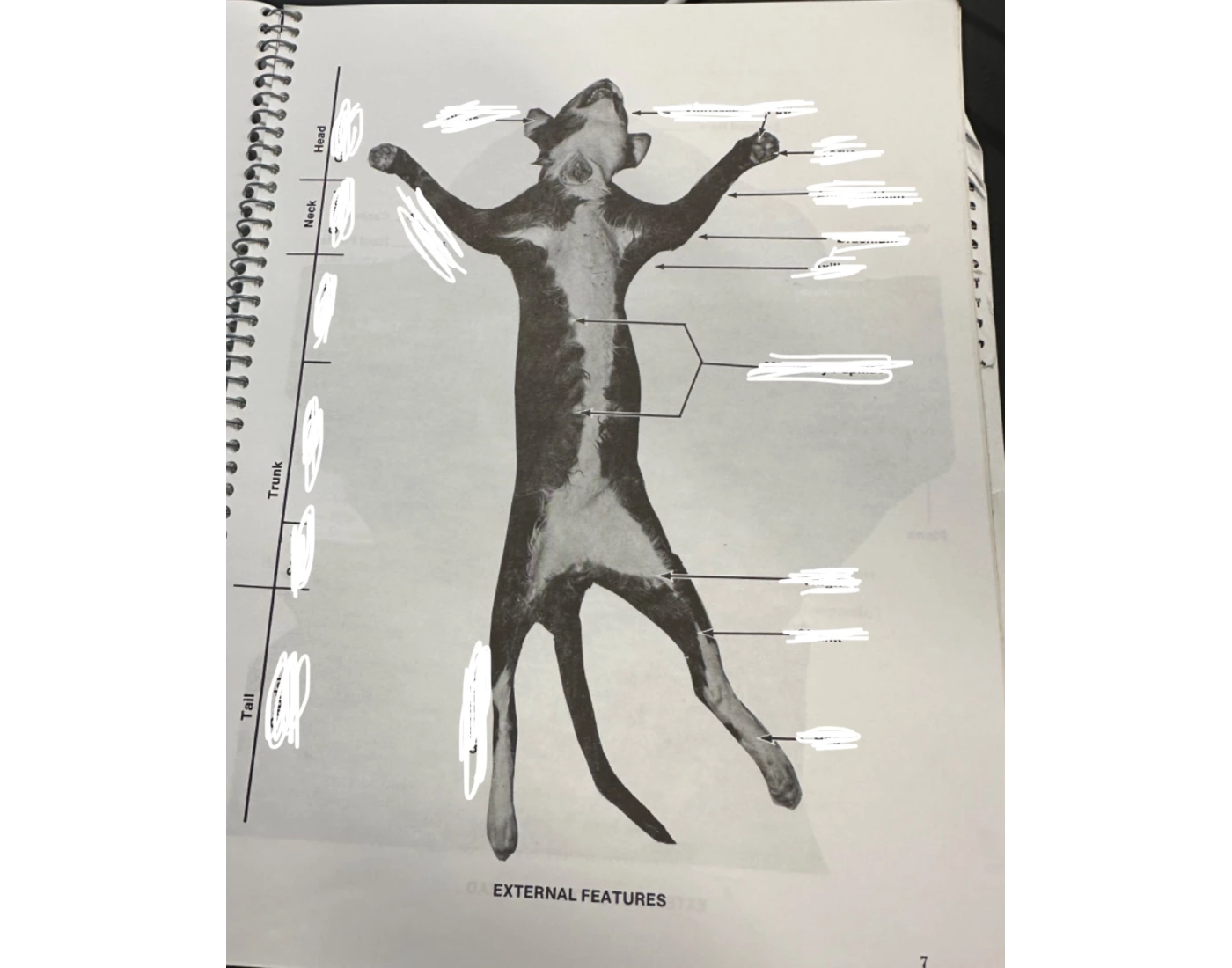 cat dissection external — Printable Worksheet