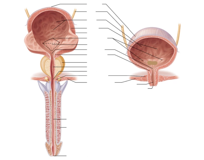 Bladder 28 Bladder Anatomy Quiz