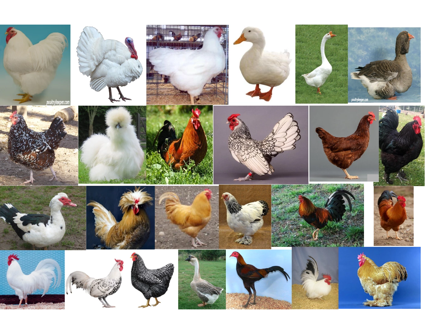 Breeds Of Poultry Practice Quiz breeds-of-poultry-practice-quiz
