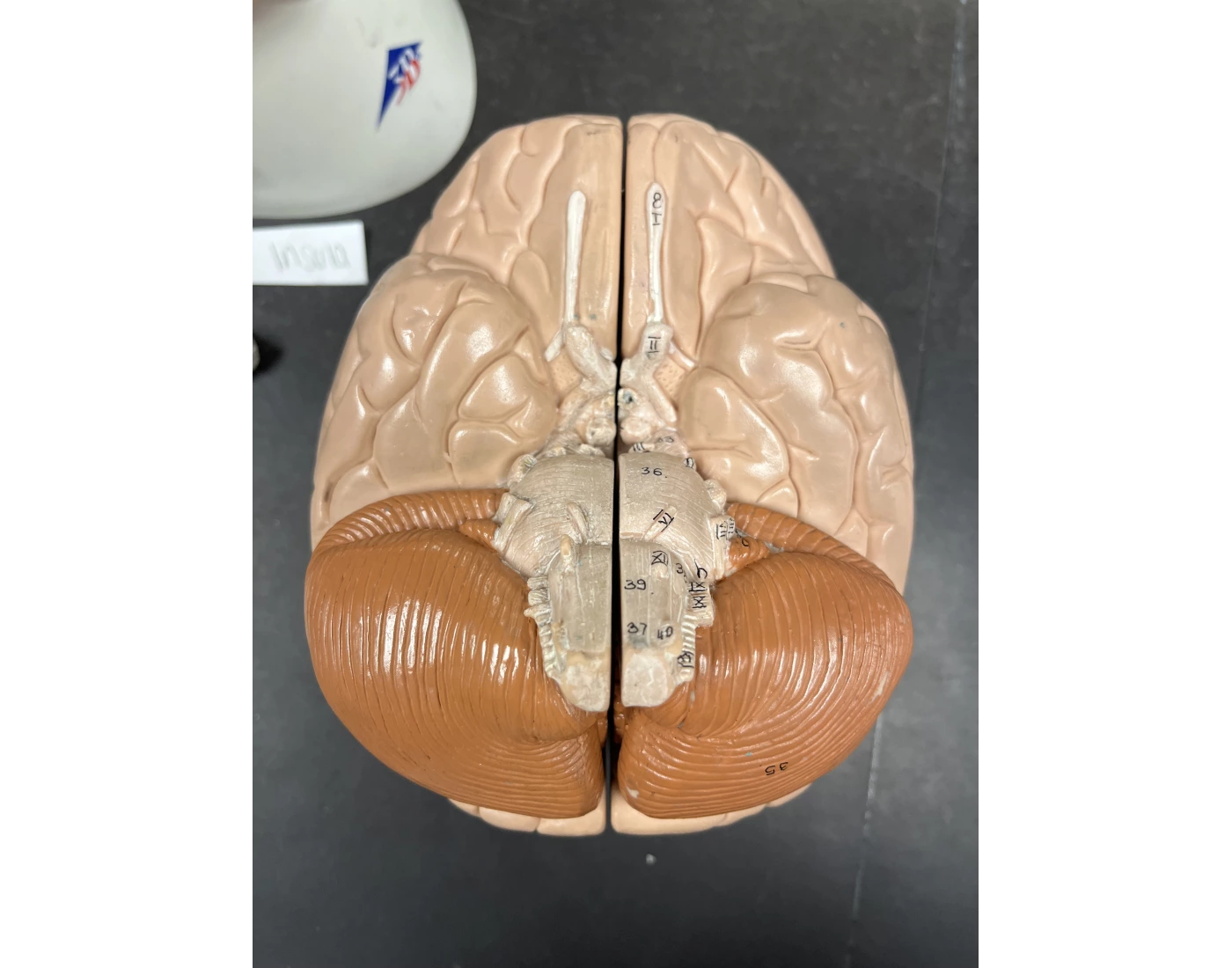 External Brain Plug In Gross External Anatomy of the Brain Pt 2 — Printable Worksheet