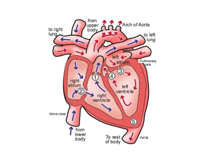 Anatomy of heart valves Quiz Biology Diagrams