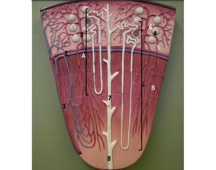 Nephron Worksheet.pdf LabEx03: Nephron — Printable Worksheet
