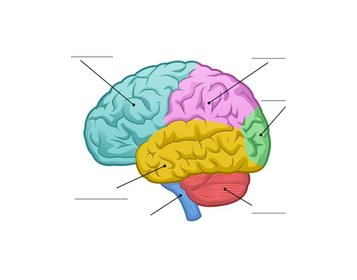 External Brain Labelled external brain diagram — Printable Worksheet
