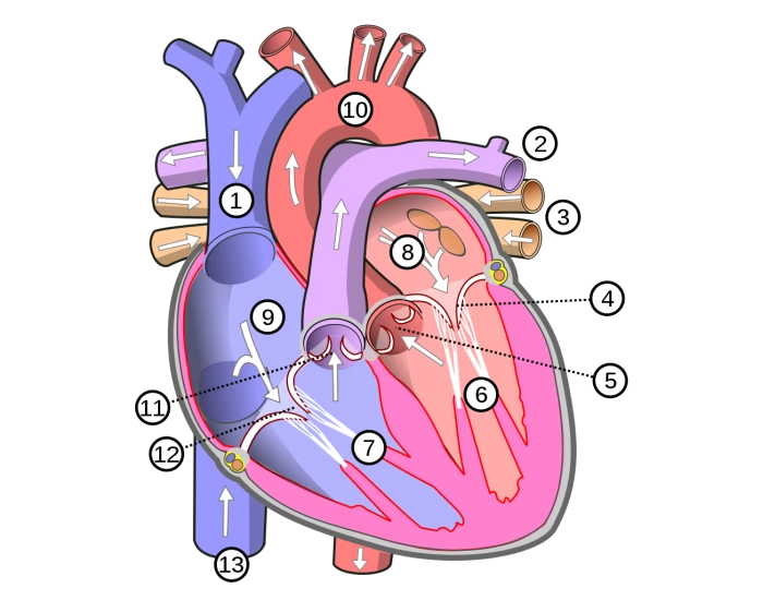 Heart Label Quiz