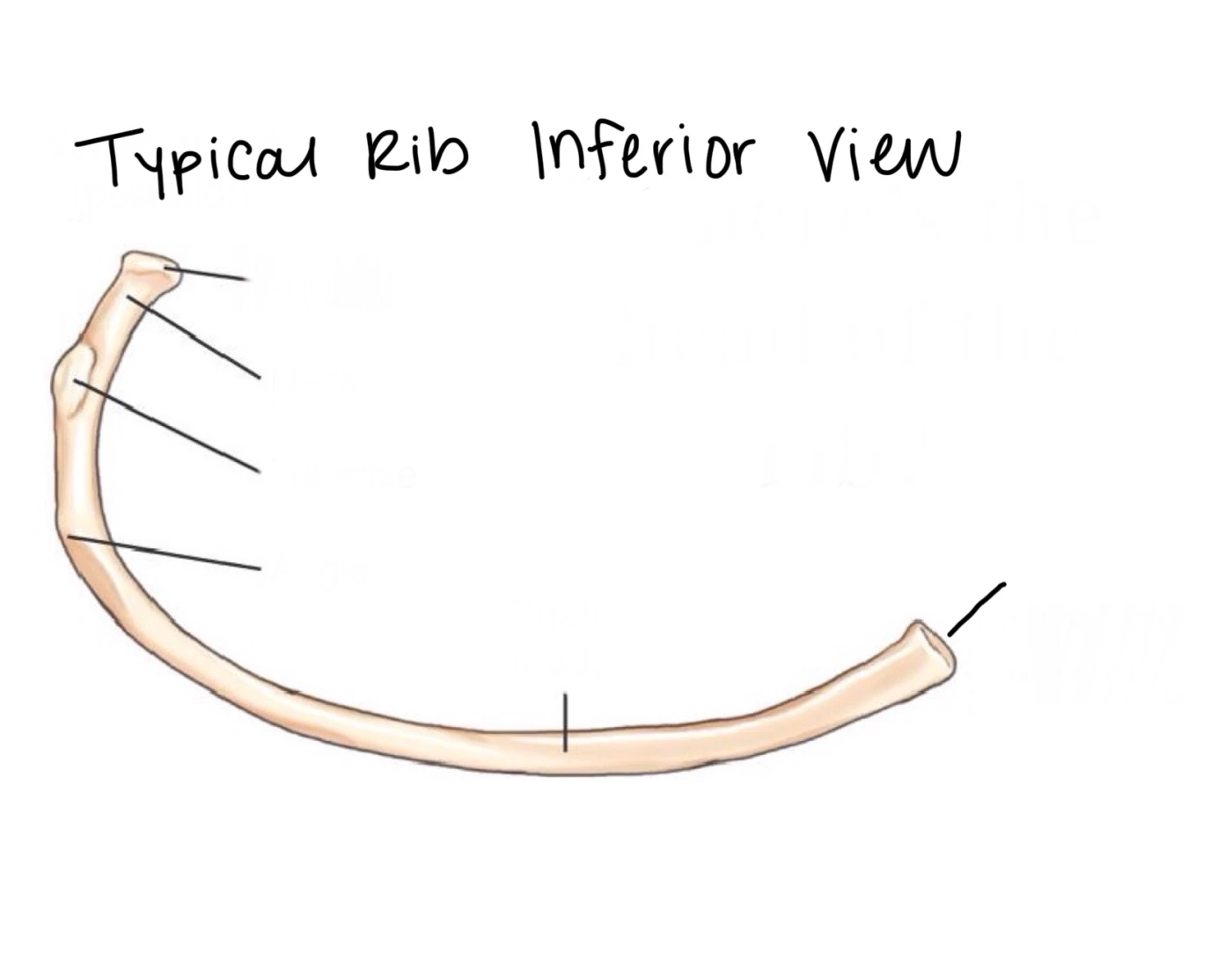 Right Rib Inferior View Typical Rib Inferior View Quiz