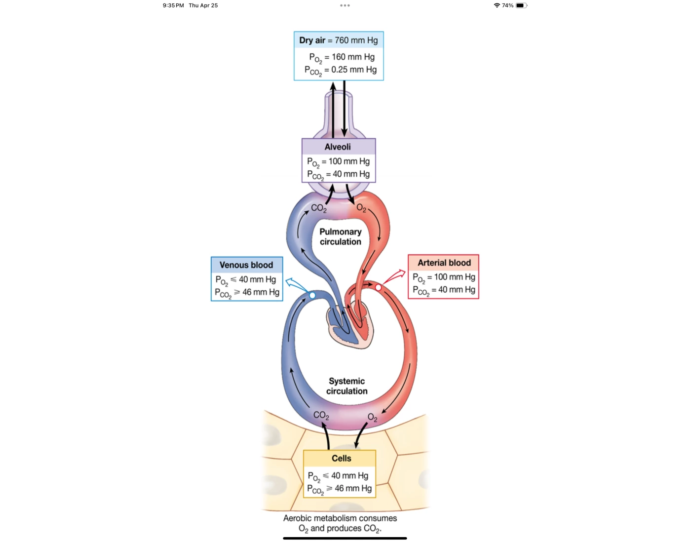 Capita O2 Process Partial pressure of oxygen and carbon dioxide Quiz