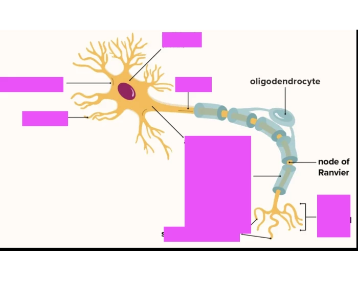 Neuron Structure Quiz