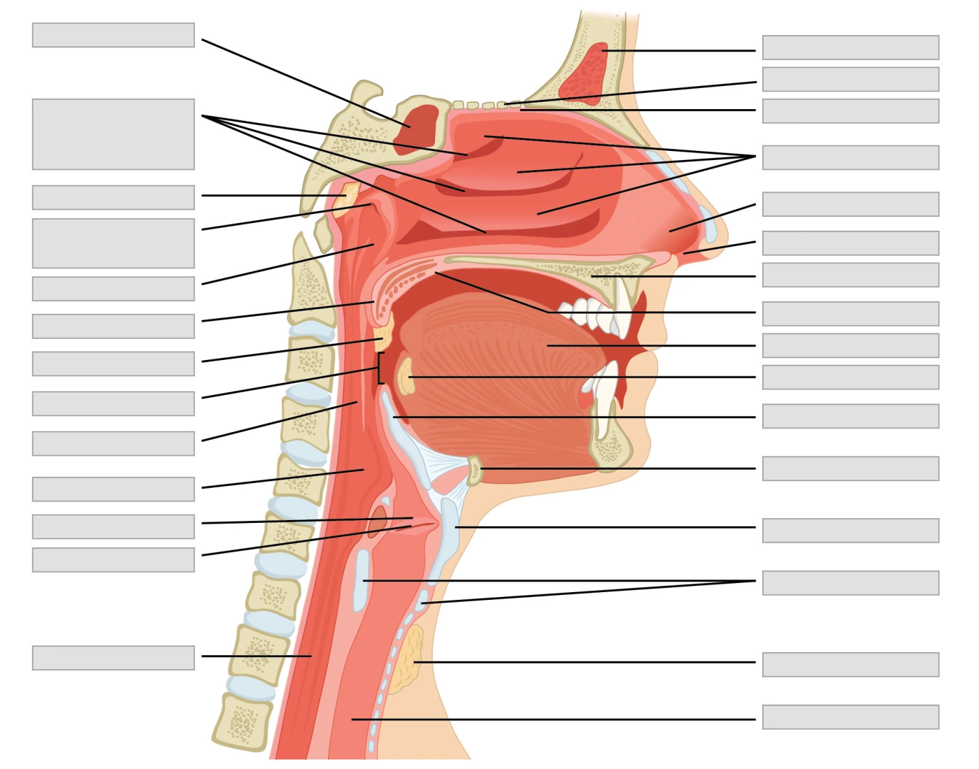 22 Respiratory System Head and Neck Quiz