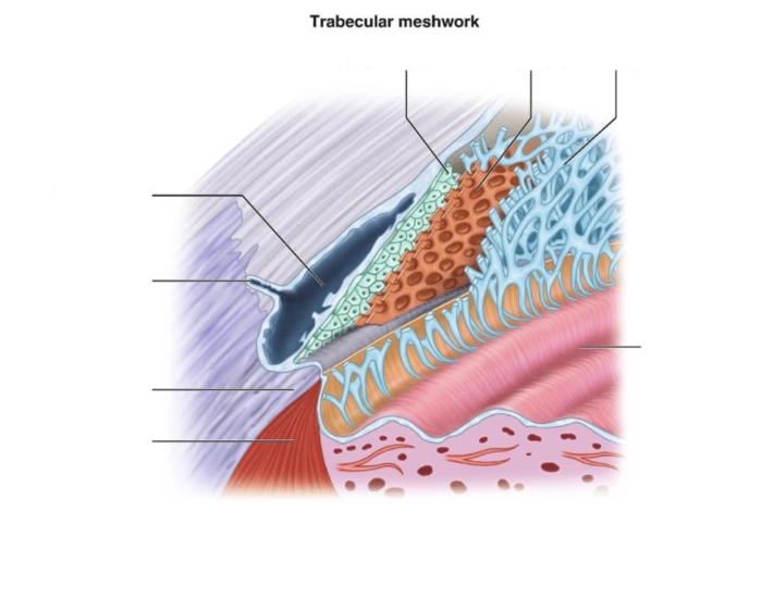 Trabecular Meshwork Components Trabecular Meshwork Quiz
