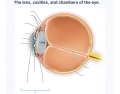 The lens, cavities, and chambers of the eye