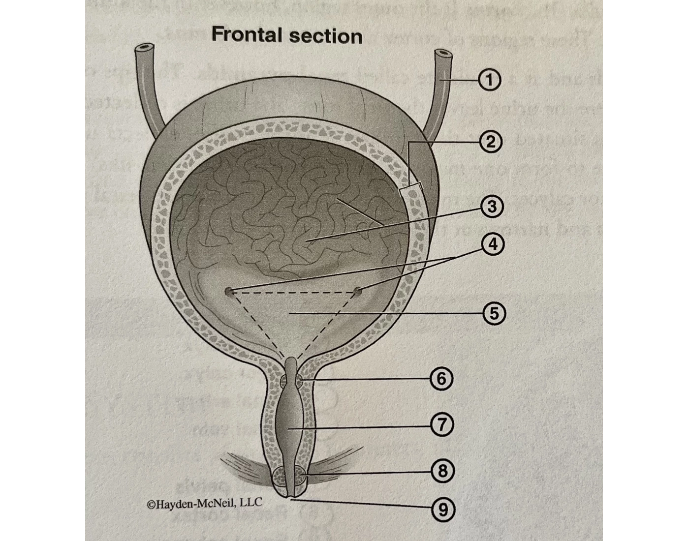 Bladder Game Bladder Quiz