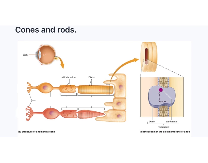Cones Amd Rods Cones and rods Quiz