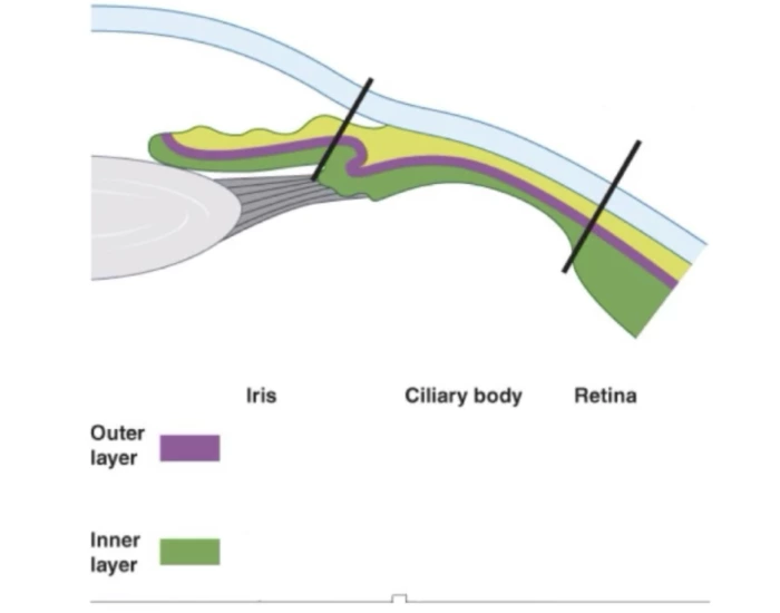 External Layer Inner and outer layer of eye :) Quiz