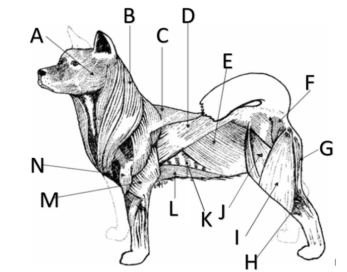 Muscular System Label Quiz