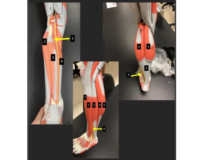 Lower leg Quiz