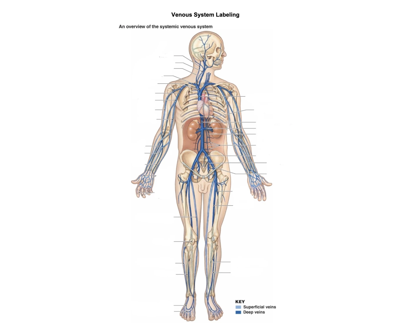 Venos System Venous system labeling Quiz