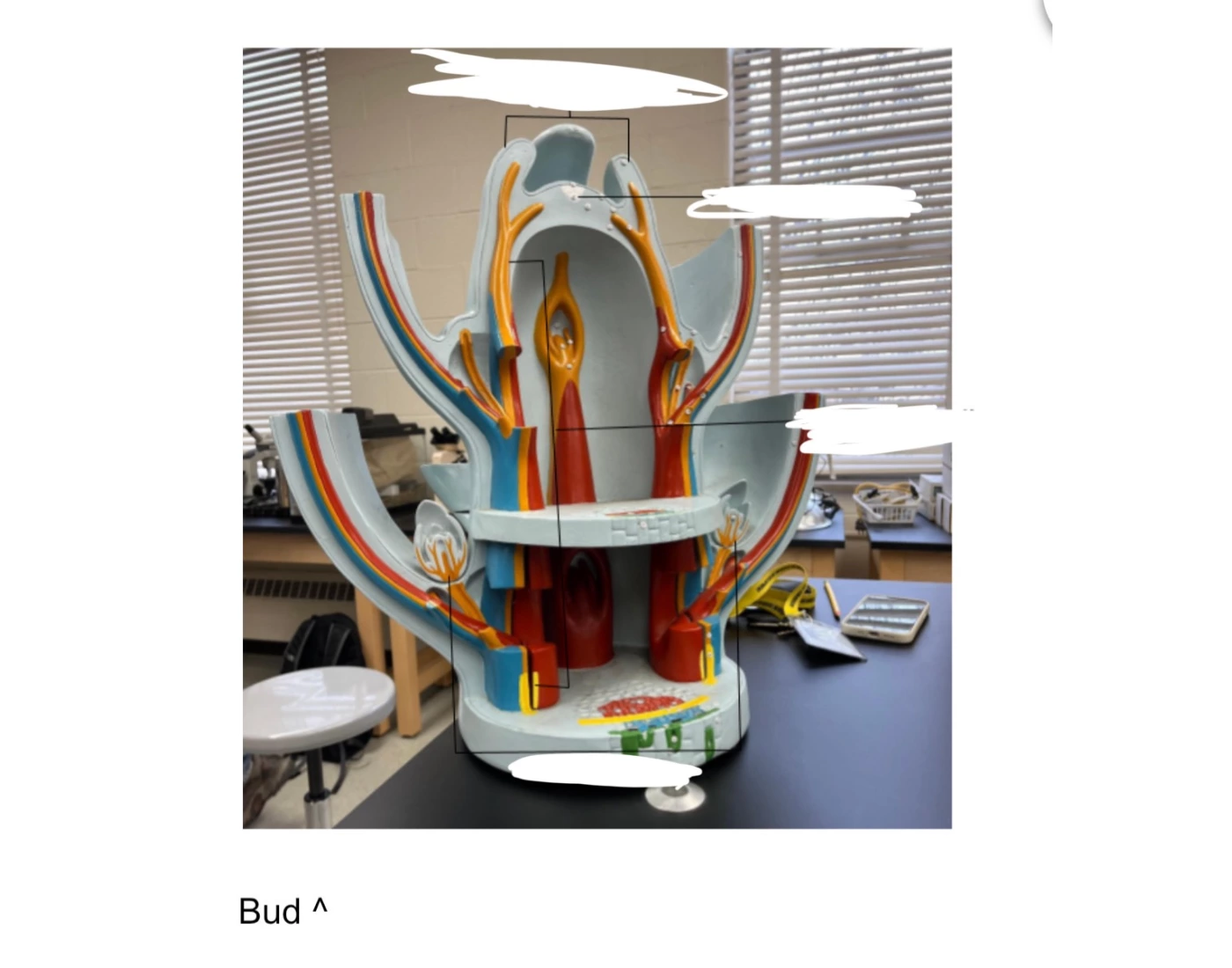 Bud Dissection Bud Anatomy Quiz