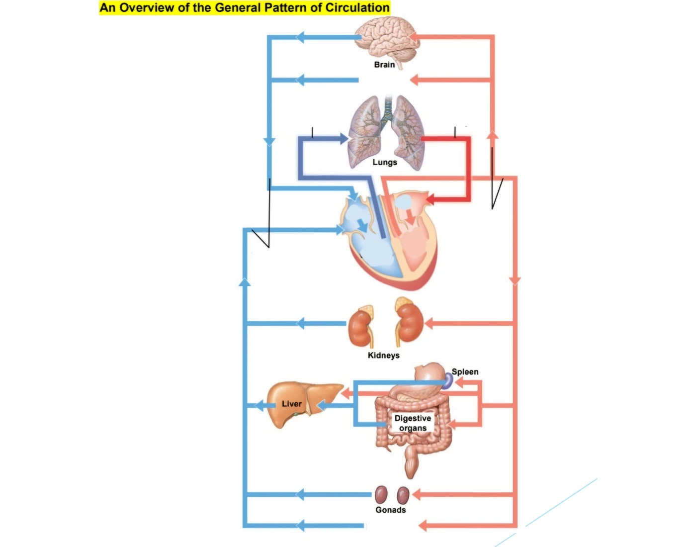 Scirculation Pattern General Patter of Circulation Quiz