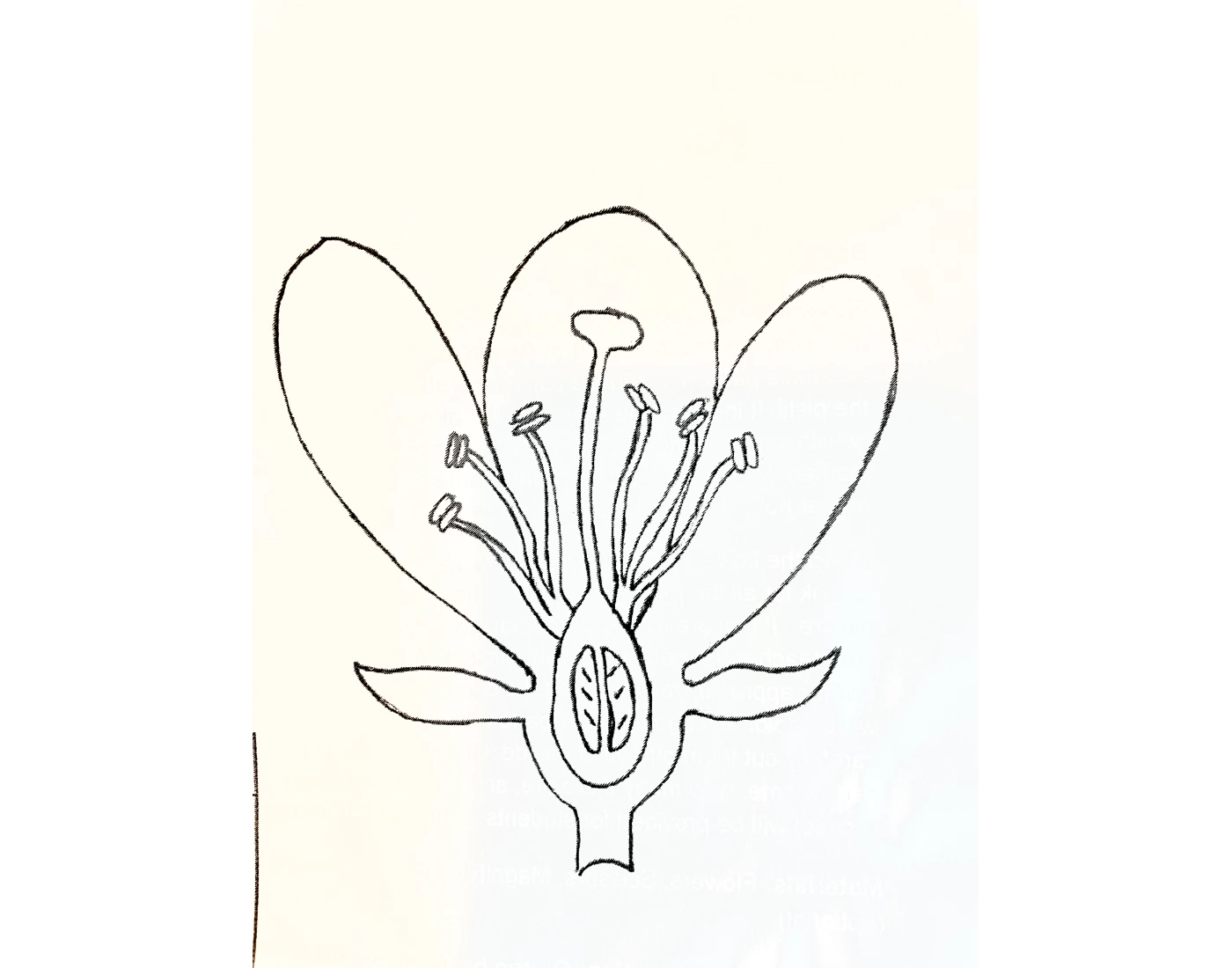 Label Parts Of A Flower Quiz label-parts-of-a-flower-quiz