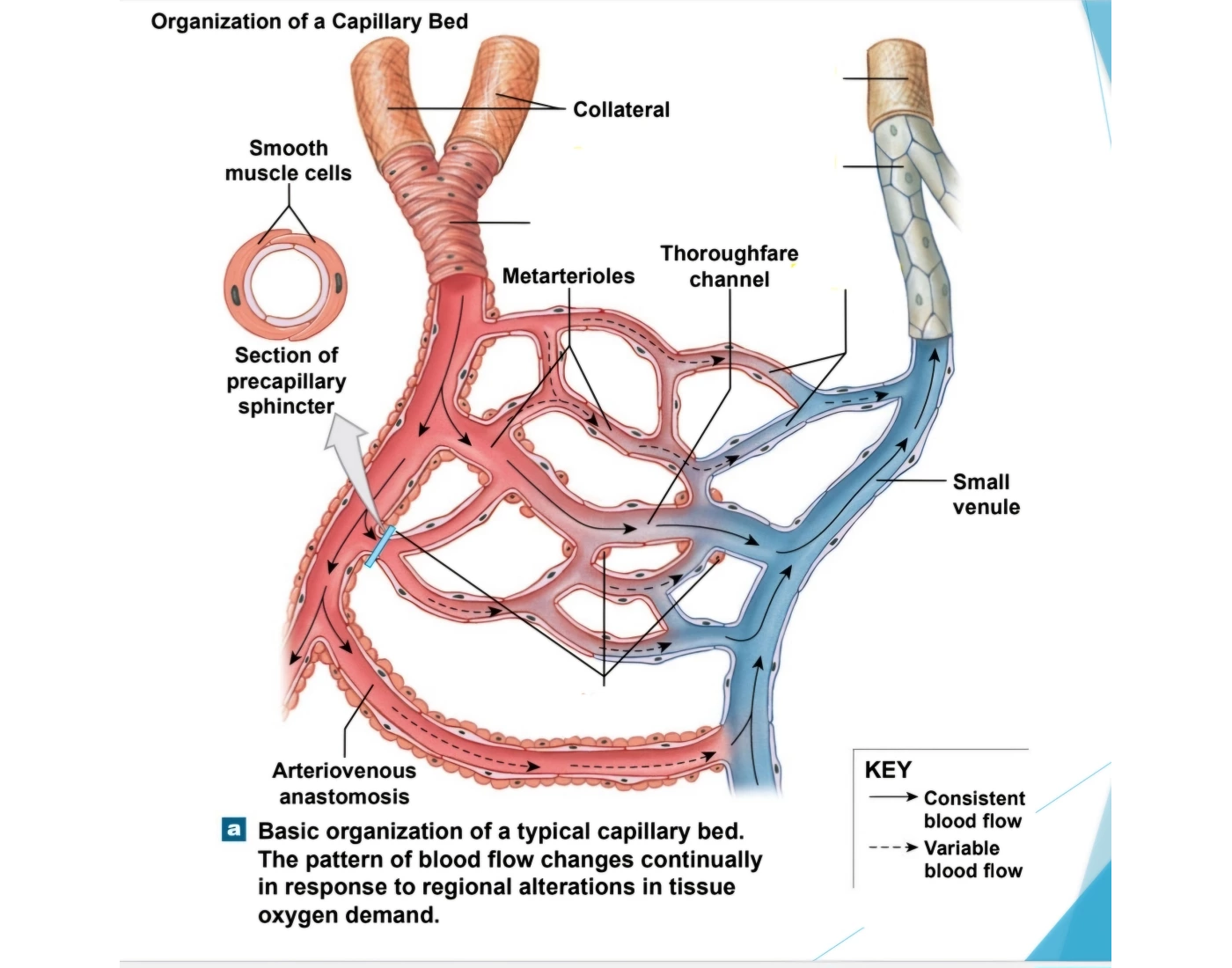 Systemic Capillary Network Organization of Capillary Bed (Systemic) Quiz