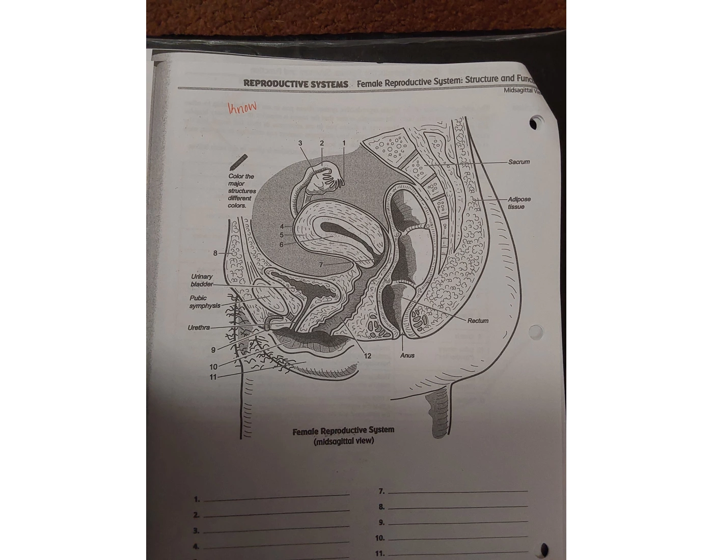 Female reproductive system (midsagittal view) Quiz
