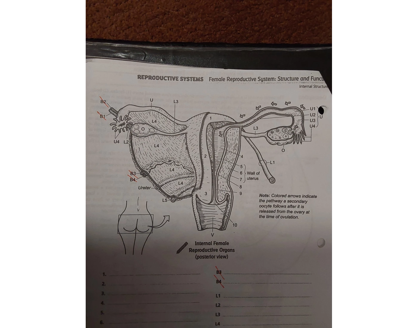 Female reproductive system ( internal structure) Quiz