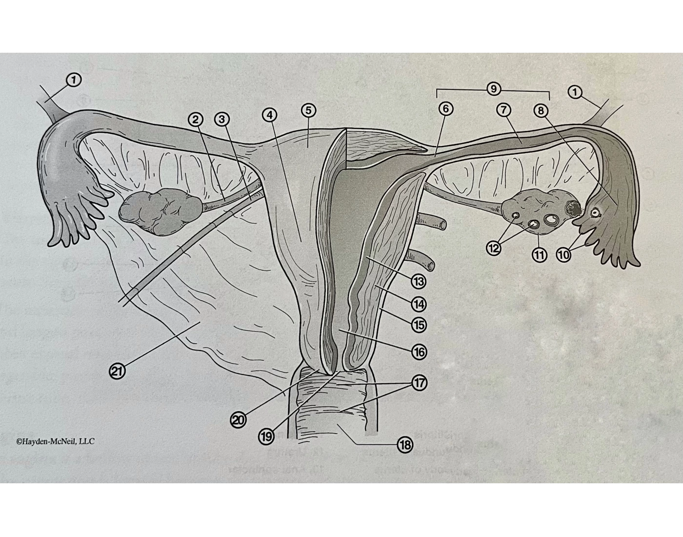 Frontal view of female reproductive system Quiz