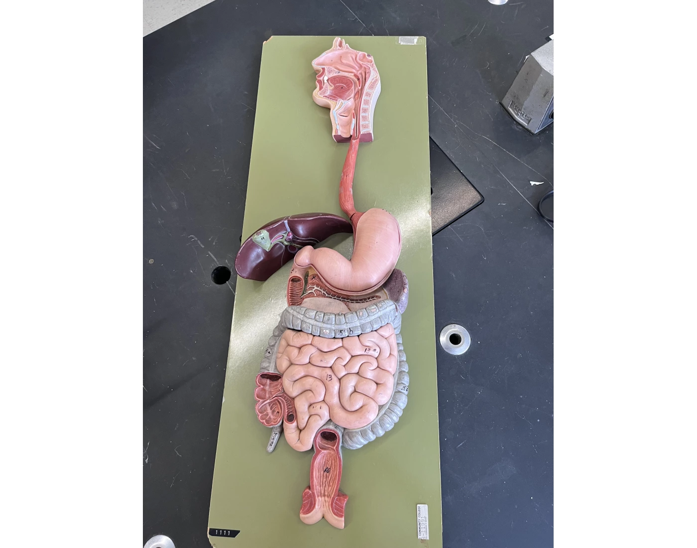 Digestive System Lab Practical Digestive system lab model Quiz
