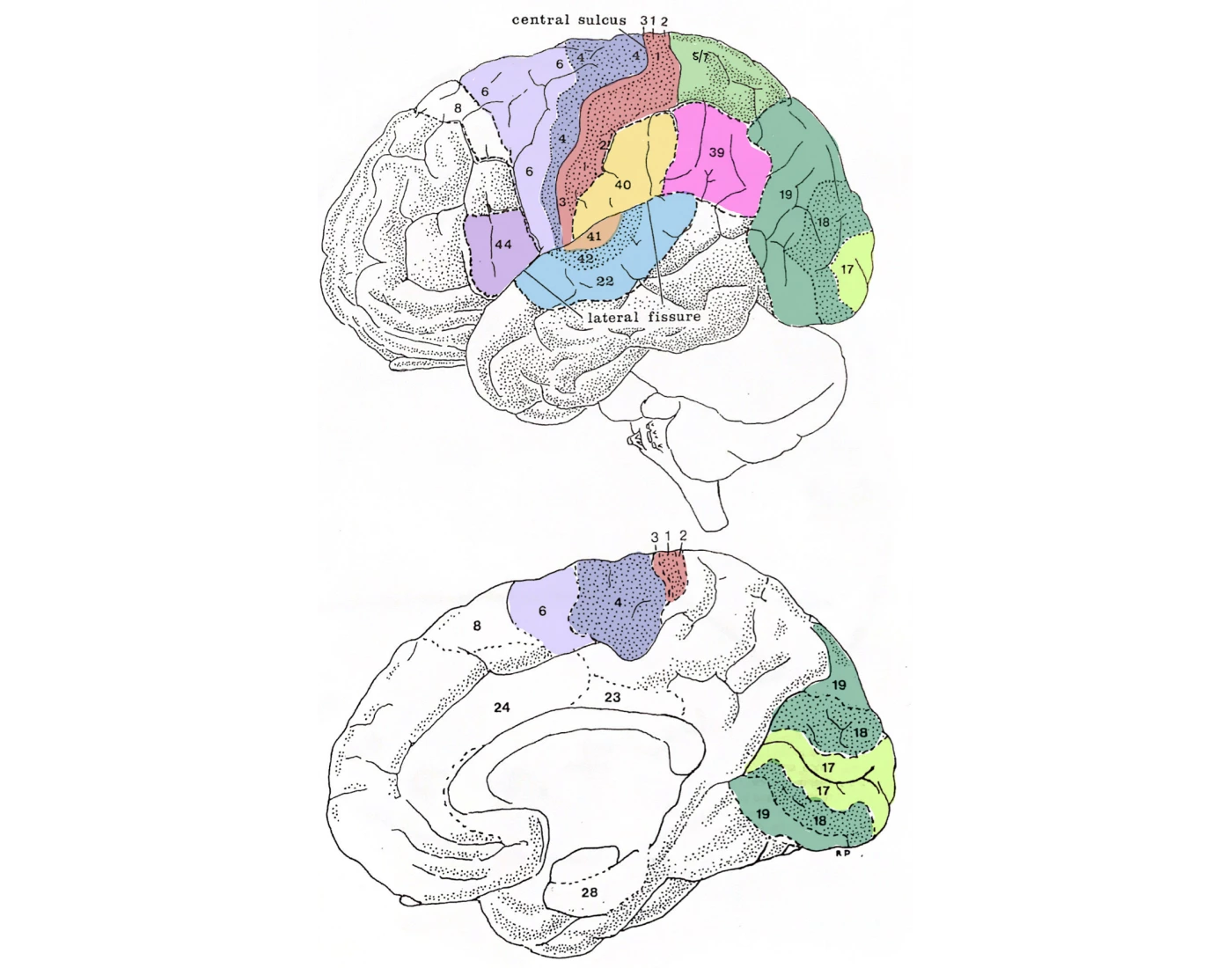 Brodmann's Areas Quiz
