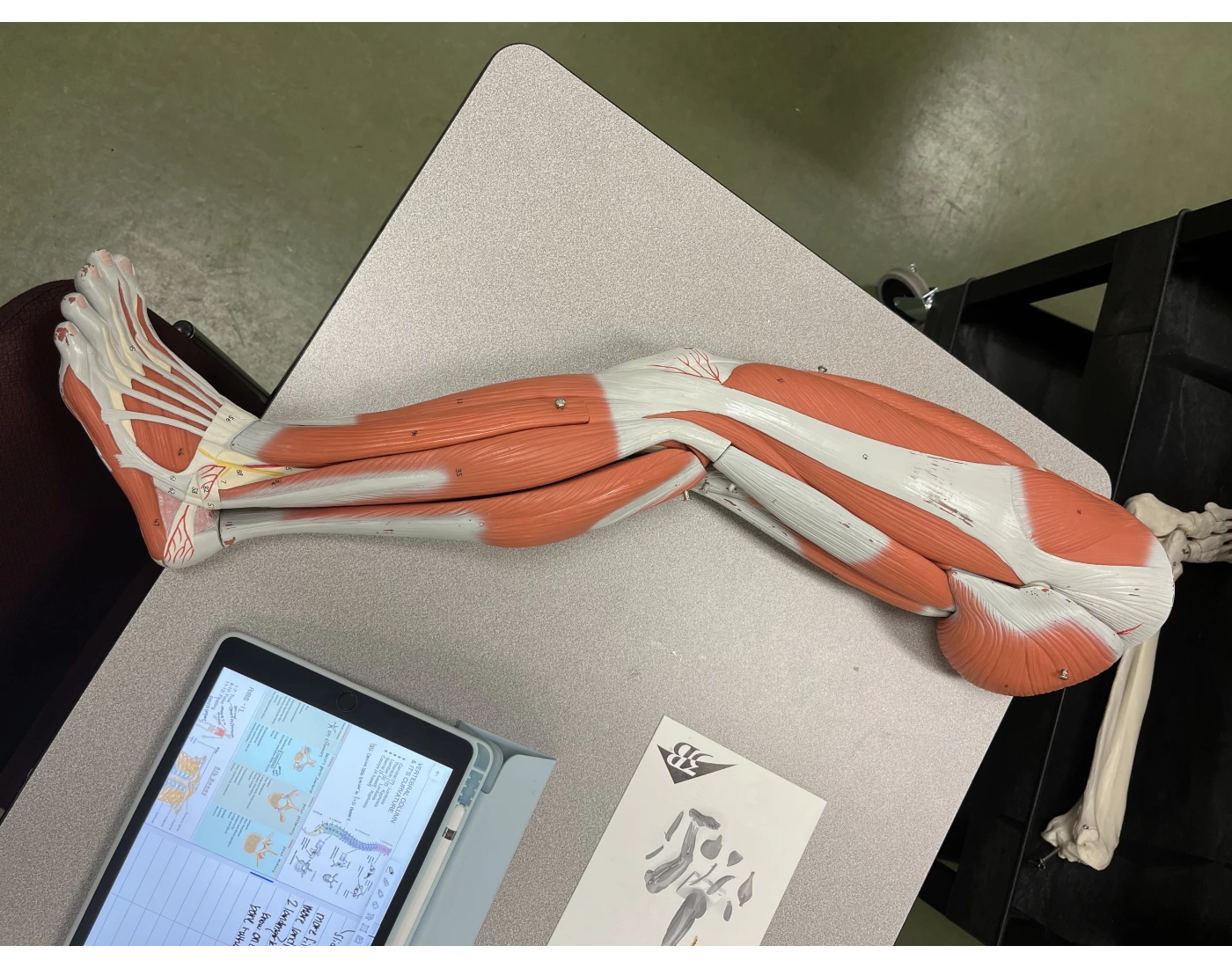leg Quiz