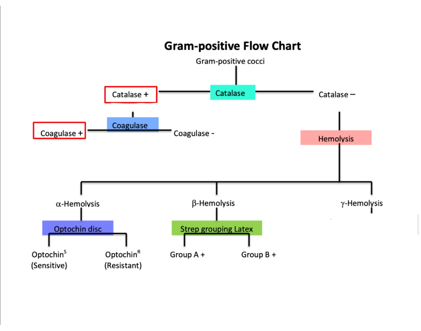 Gram positive flow chart Quiz