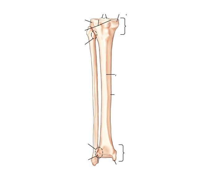 Tibia Fibula Bones Anterior — Printable Worksheet