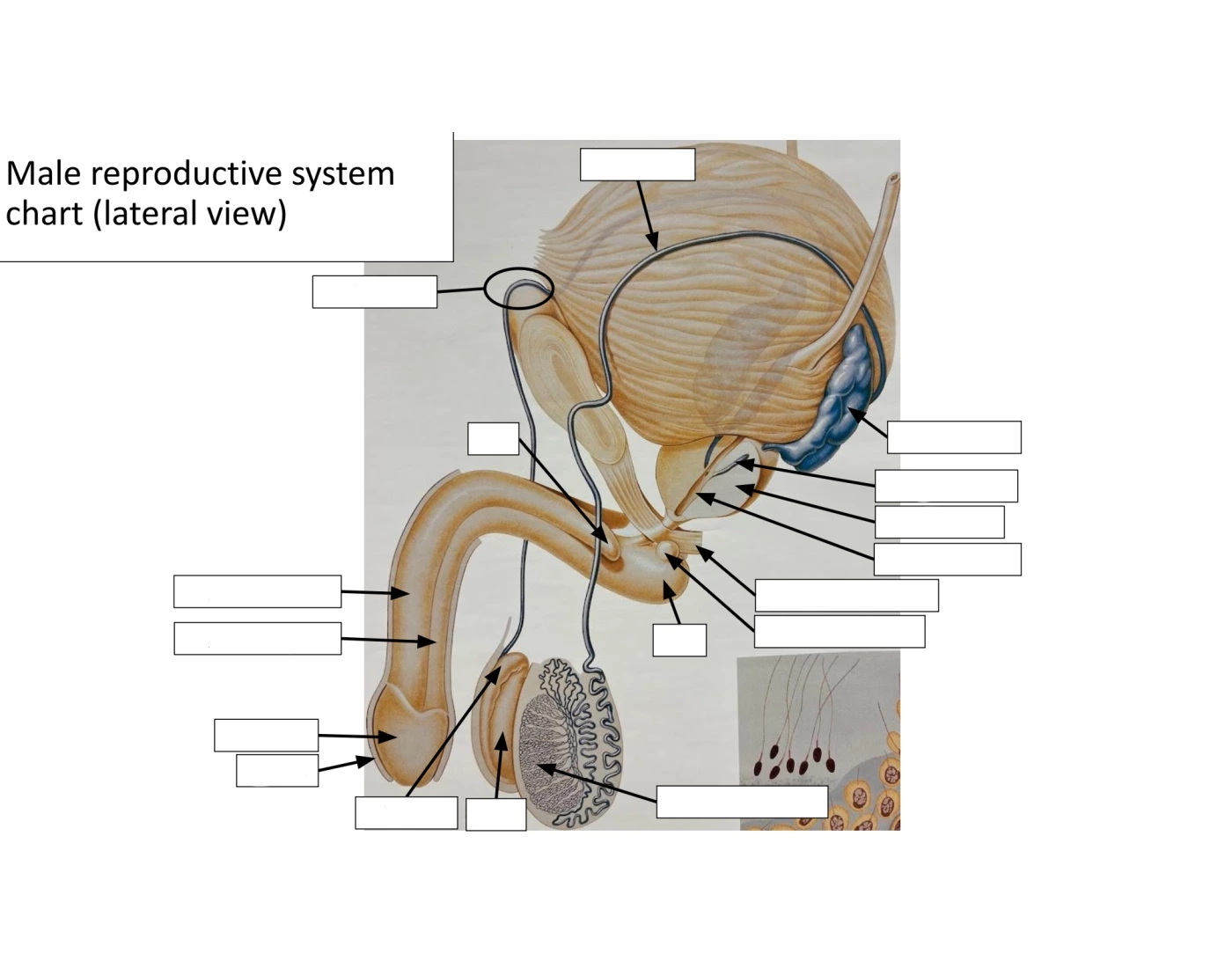 Male Reproductive System Chart (lateral view) Quiz