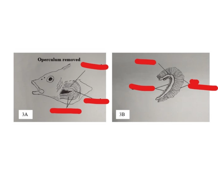 Operculum Fish Development Operculum Quiz