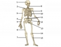 basic skeleton