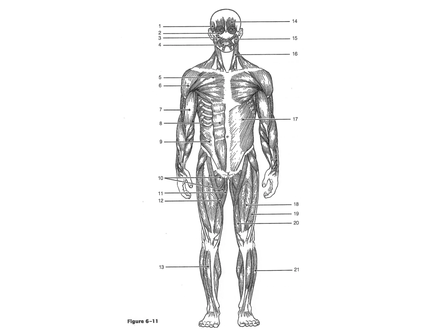 Muscle Labeling Anterior View — Printable Worksheet