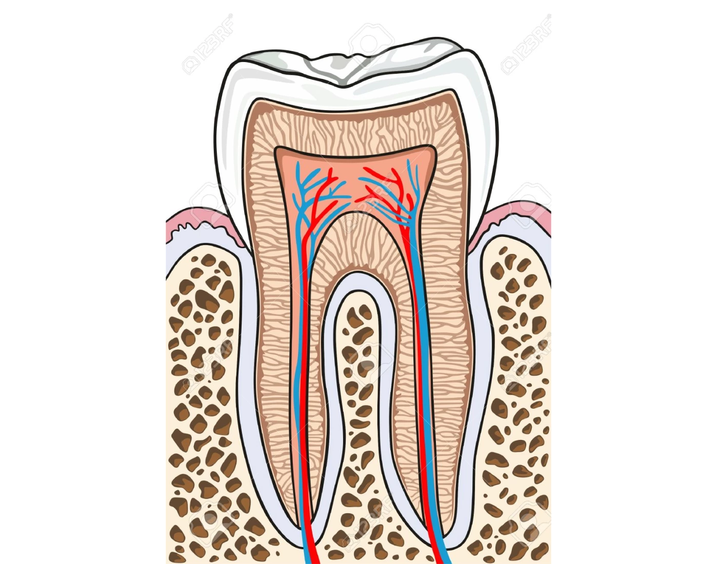 tooth structures labeling Quiz