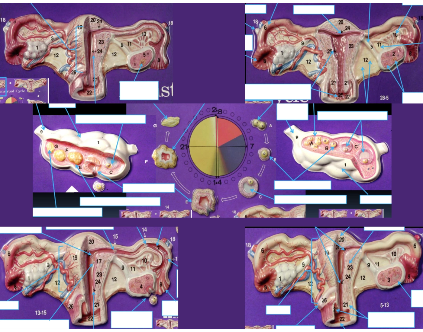 Menstrual Cycle Quiz menstrual-cycle-quiz