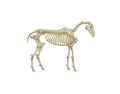 Skeleton of the horse