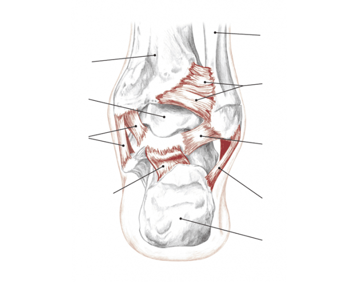 Talocrural Shape Talocrural joint, posterior Quiz