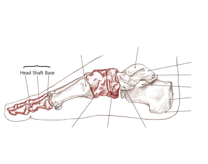 Medial View of Foot Bony Landmarks Quiz