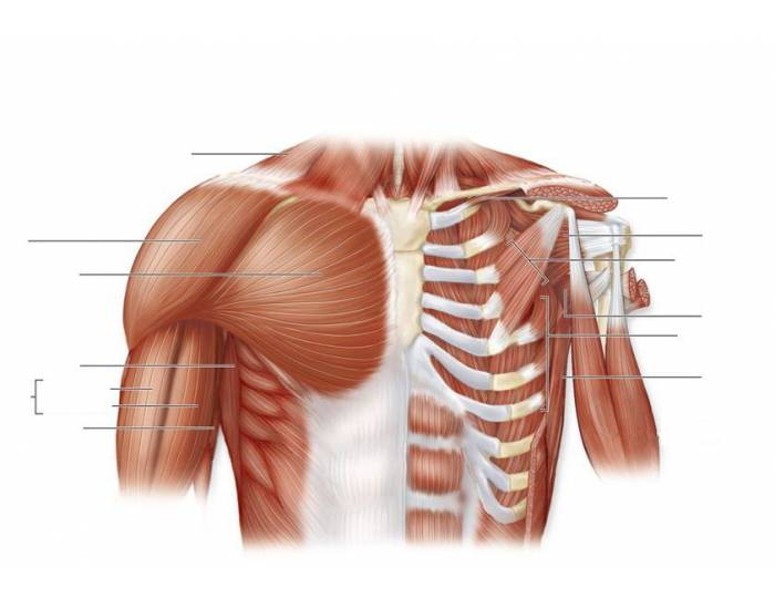anterior muscles unlabeled