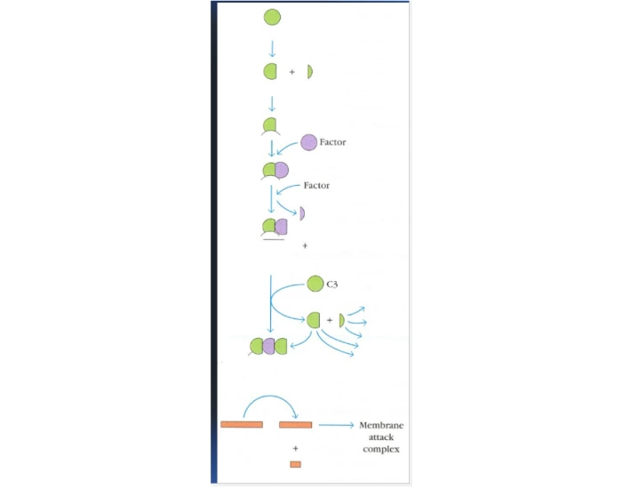 The complement alternate pathway Quiz
