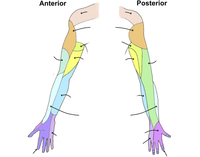 Innervation of the arm Quiz