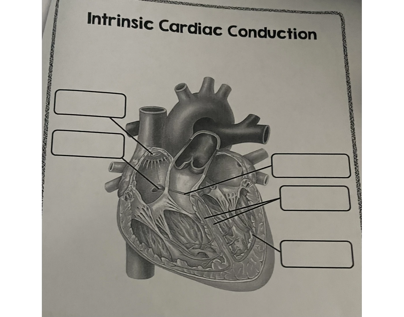 intrinsic cardiac conduction Quiz
